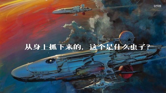 从身上抓下来的，这个是什么虫子？